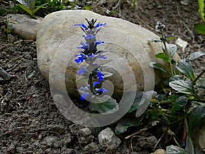 Spring flowers, Ajuga reptans, bugle.