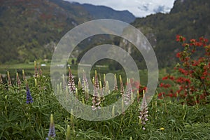 Spring flowers along the River Simpson in Patagonia, Chile