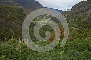 Spring flowers along the River Simpson in Patagonia, Chile