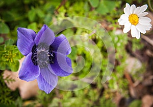 Spring flowers at Ancient Olimpia, Peloponnese, Greece