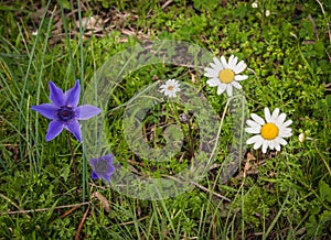 Spring flowers at Ancient Olimpia, Peloponnese, Greece