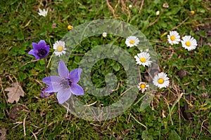 Spring flowers at Ancient Olimpia, Peloponnese, Greece