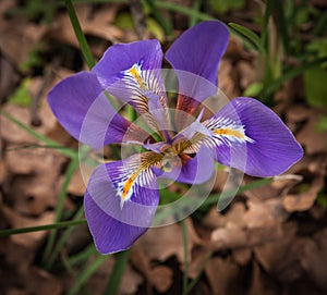 Spring flowers at Ancient Olimpia, Peloponnese, Greece