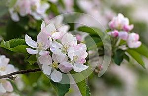 Spring flowers. Apple tree blossom with green leaves