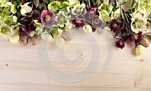 Spring flowers background with Easter decoration pastel color. Lenten roses over light wood text space