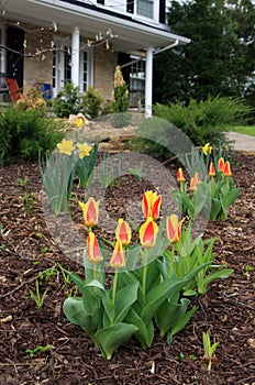 Spring flowers background