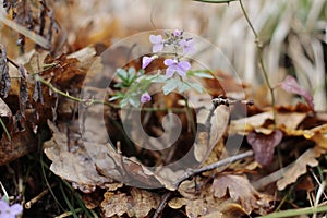 spring flowers on the background of last year`s oak leaves in the forest