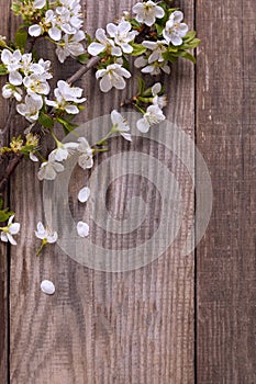 Spring Flowers on background of old vintage blue board