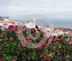 Spring flowers on the background of the panorama of Lisbon Portugal