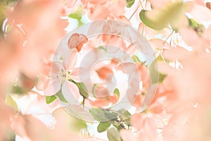 Spring flowers background in peach fuzz color, blooming apple tree.