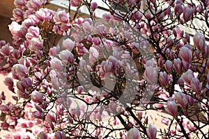 Spring flowers background. Pink beautiful magnolia flowers blossom