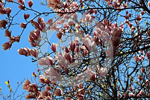 Spring flowers background. Pink beautiful magnolia flowers blossom