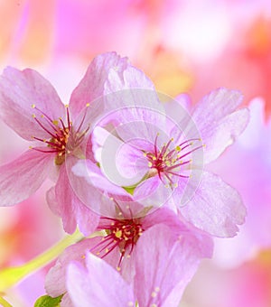 Spring flowers background with pink blossom