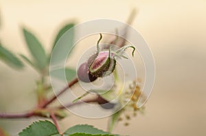 Spring flowers background. Pink Bud of rose hips on blurred background. Soft selective focus. Spring photo background