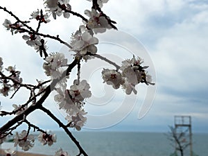 Spring flowers on a background of water, apricot blossoms. Kyrgyzstan, Lake Issyk-Kul