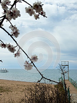 Spring flowers on a background of water, apricot blossoms. Kyrgyzstan, Lake Issyk-Kul