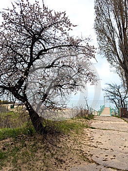 Spring flowers on a background of water, apricot blossoms. Kyrgyzstan, Lake Issyk-Kul