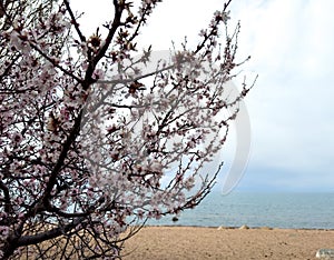 Spring flowers on a background of water, apricot blossoms. Kyrgyzstan, Lake Issyk-Kul