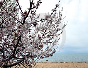 Spring flowers on a background of water, apricot blossoms. Kyrgyzstan, Lake Issyk-Kul