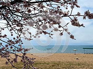 Spring flowers on a background of water, apricot blossoms. Kyrgyzstan, Lake Issyk-Kul