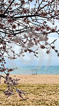 Spring flowers on a background of water, apricot blossoms. Kyrgyzstan, Lake Issyk-Kul