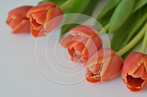 spring flowers banner - bunch of multi colored red orange yellow pink tulip flowers on white background