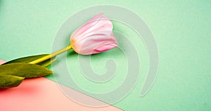 Spring flowers banner - bunch of pink tulip flowersbright colorful background.