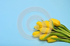 Spring flowers banner - bunch of yellow tulip flowers top view