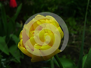 Spring flowers banner of yellow tulip flower. Flower tulips background. Beautiful view of yellow tulips and sunlight. tulips, fiel