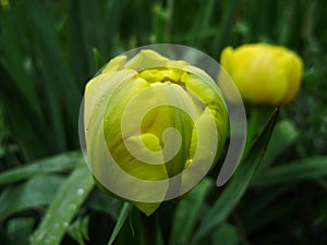 Spring flowers banner of yellow tulip flower. Flower tulips background. Beautiful view of yellow tulips and sunlight. tulips, fiel