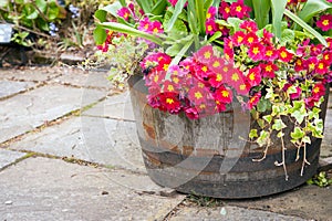 Spring flowers in barrel