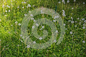 Spring flowers beautiful dandelions in green grass.