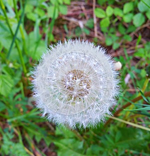 Spring flowers beautiful dandelions in green grass.