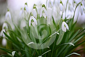 Spring flowers. Beautiful first spring plants - snowdrops. (Galanthus) A beautiful shot of nature in springtime