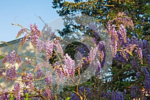 Spring flowers. Beautiful flowered wisteria in garden