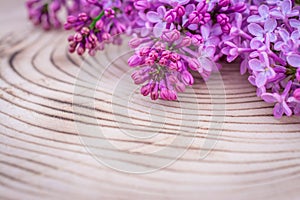 Spring flowers beautiful pink lilac branch