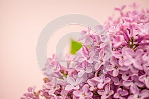 Spring flowers beautiful pink lilac branch