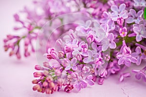 Spring flowers beautiful pink lilac branch