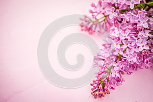 Spring flowers beautiful pink lilac branch