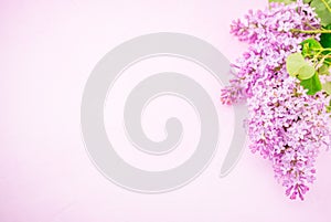 Spring flowers beautiful pink lilac branch