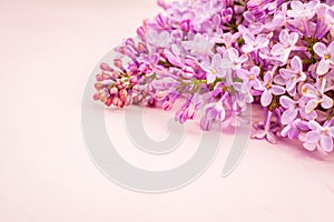 Spring flowers beautiful pink lilac branch