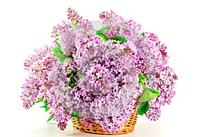 Spring flowers beautiful pink lilac branch in basket