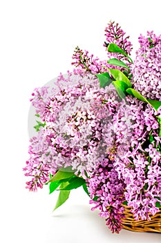 Spring flowers beautiful pink lilac branch in basket