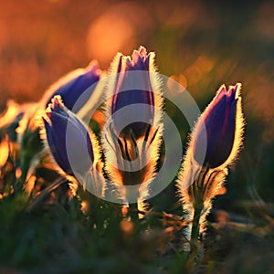 Spring flowers. Beautiful purple little furry pasque-flower. Pulsatilla grandis Blooming on meadow at the sunset