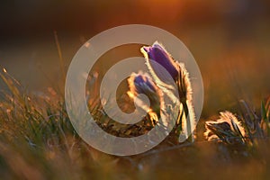 Spring flowers. Beautiful purple little furry pasque-flower. Pulsatilla grandis Blooming on meadow at the sunset