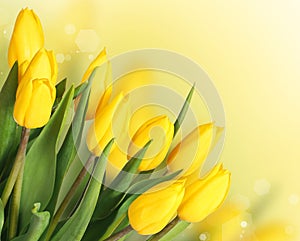 Spring Flowers. Beautiful Yellow Tulips