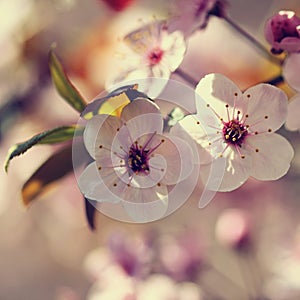 Spring flowers. Beautifully blossoming tree branch. Japanese Cherry - Sakura and sun with a natural colored background.