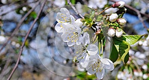Spring flowers. Beautifully blossoming tree branch. Wide photo.