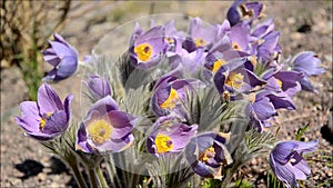 Spring flowers with bees and birdsong