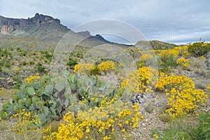 Spring flowers in Big Bend National Park, Texas